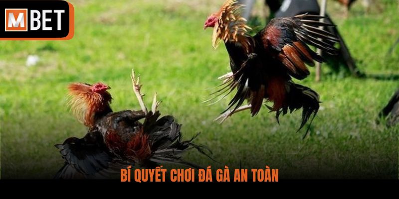 Bí quyết chơi đá gà an toàn