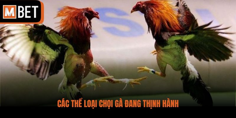 Các thể loại chọi gà đang thịnh hành