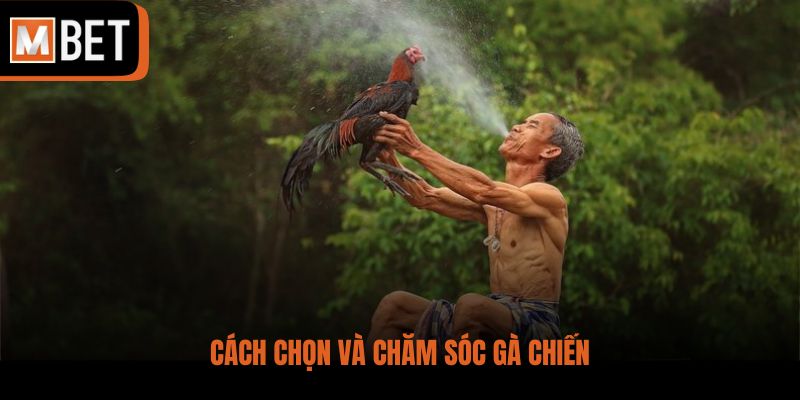 Cách chọn và chăm sóc gà chiến