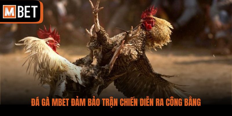 Đá Gà MBET đảm bảo trận chiến diễn ra công bằng