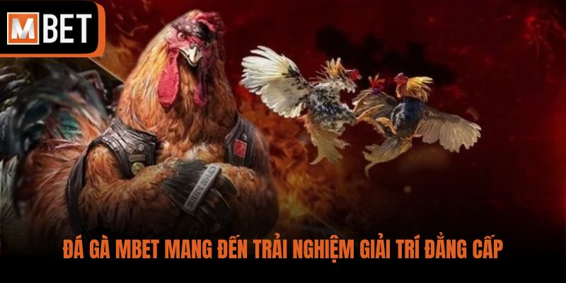 Đá Gà MBET mang đến trải nghiệm giải trí đẳng cấp