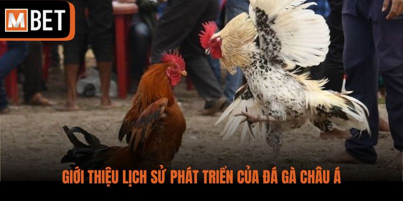 Giới thiệu lịch sử phát triển của đá gà châu Á