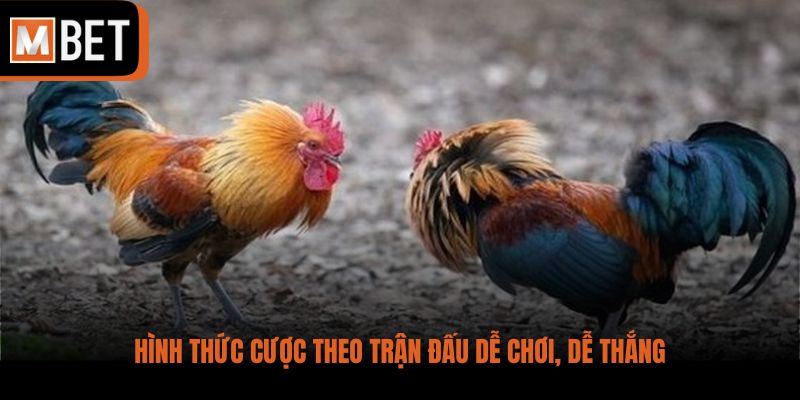 Hình thức cược theo trận đấu dễ chơi, dễ thắng