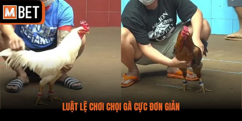 Luật lệ chơi chọi gà cực đơn giản