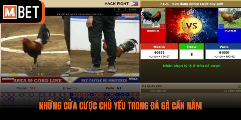 Những cửa cược chủ yếu trong đá gà cần nắm