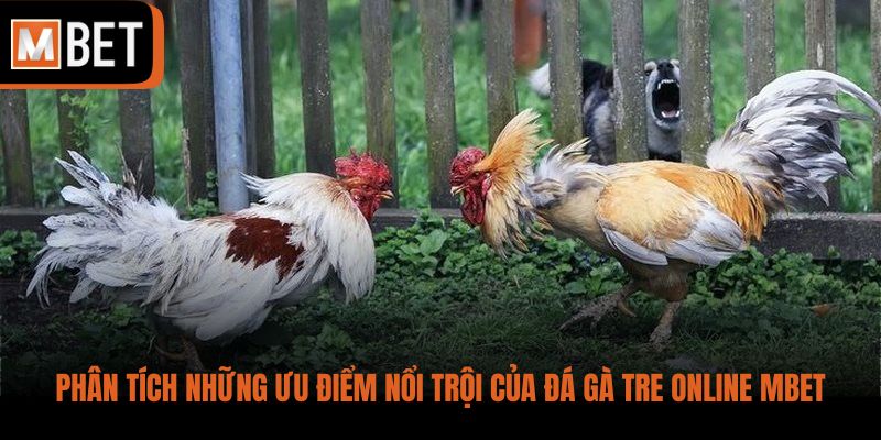Phân tích những ưu điểm nổi trội của đá gà tre online MBET