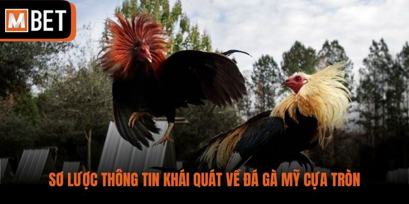 Sơ lược thông tin khái quát về đá gà Mỹ cựa tròn