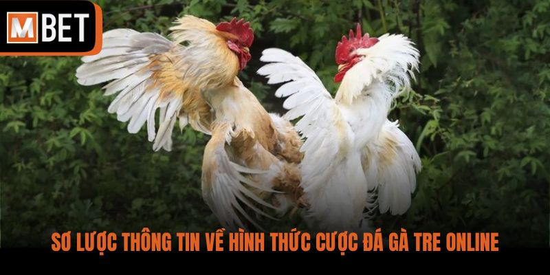 Sơ lược thông tin về hình thức cược đá gà tre online