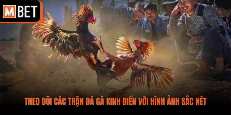 Theo dõi các trận đá gà kinh điển với hình ảnh sắc nét