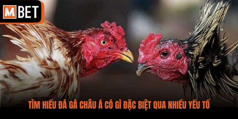 Tìm hiểu đá gà châu Á có gì đặc biệt qua nhiều yếu tố