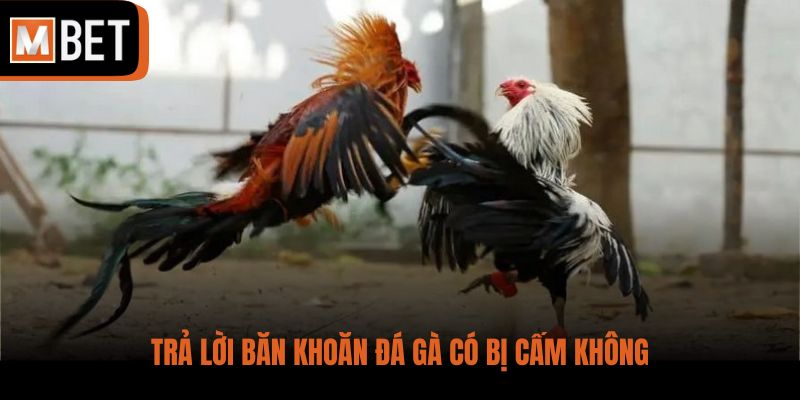 Trả lời băn khoăn đá gà có bị cấm không