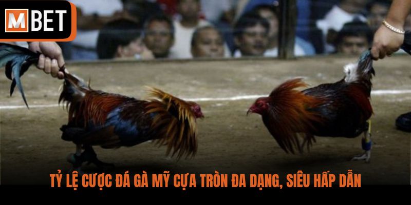 Tỷ lệ cược đá gà Mỹ cựa tròn đa dạng, siêu hấp dẫn